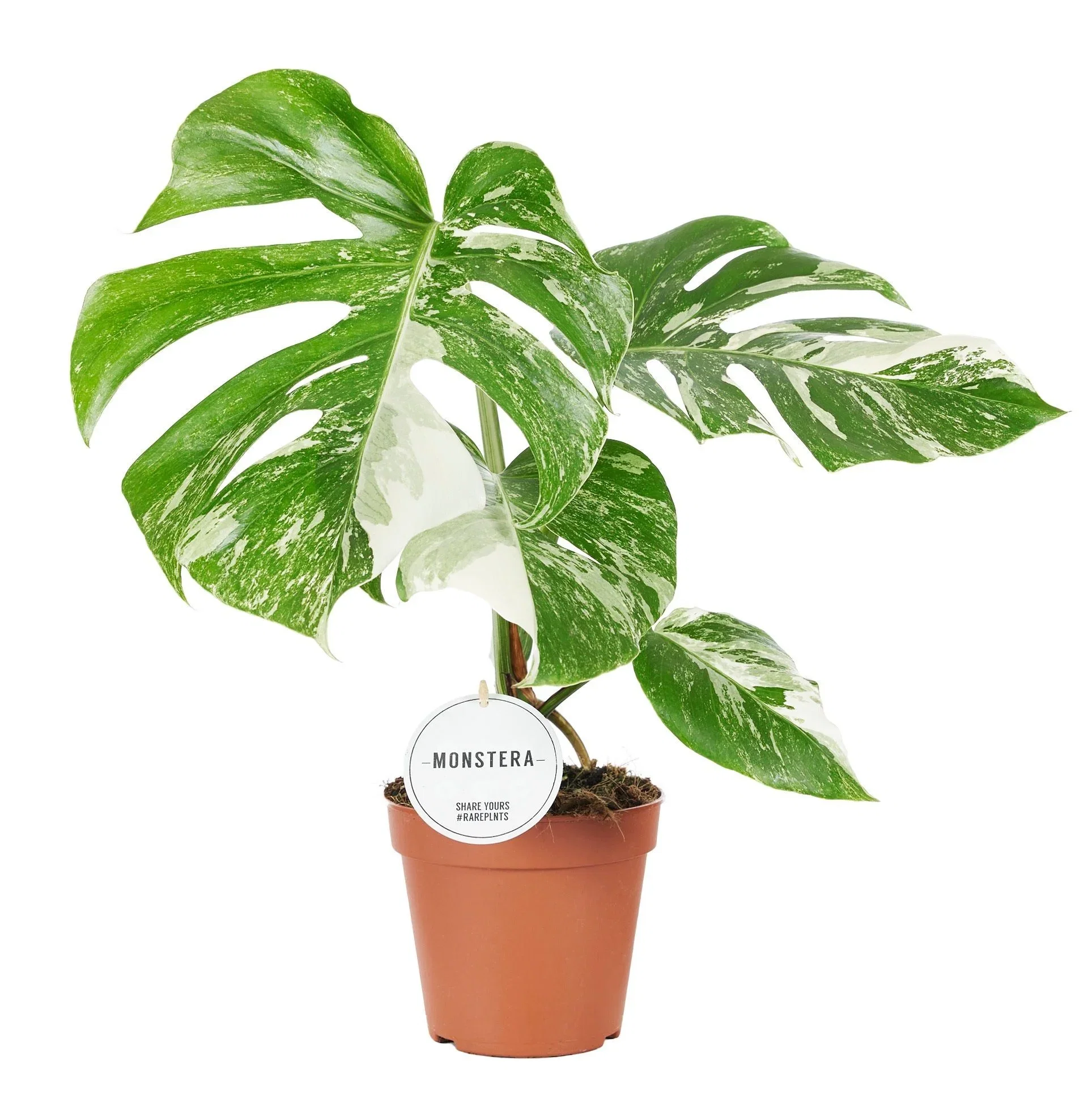 Monstera deliciosa 'Variegata' Monstera 'Variegata' Høyde 50 cm