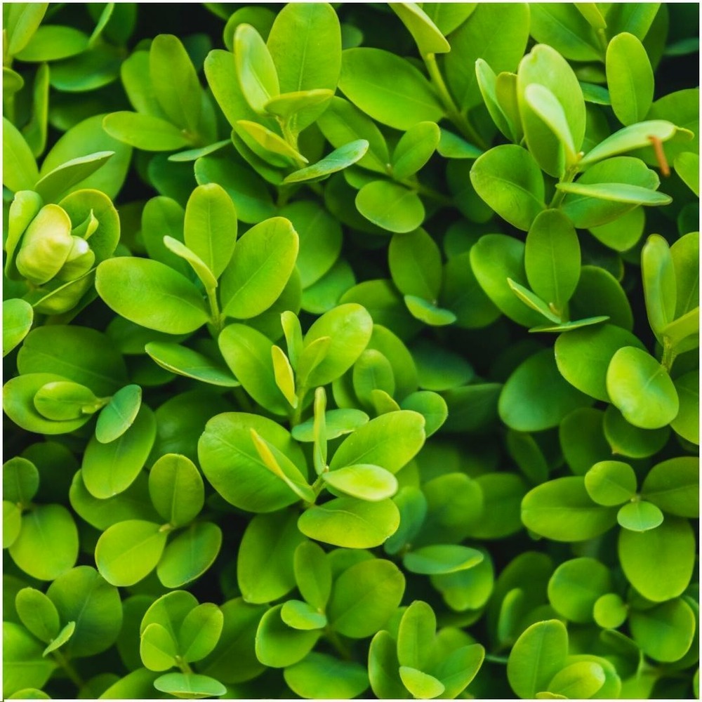 Haie buxus sempervirens