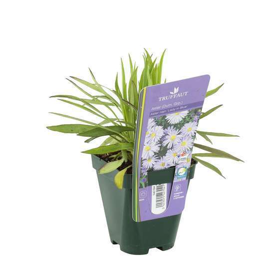 Aster x dumosus 'Lady in Blue':godet vert