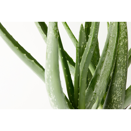 Aloe Vera H35cm - pot D12cm