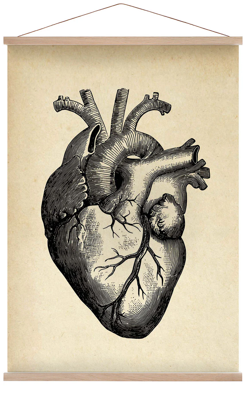Anatomisches Herz