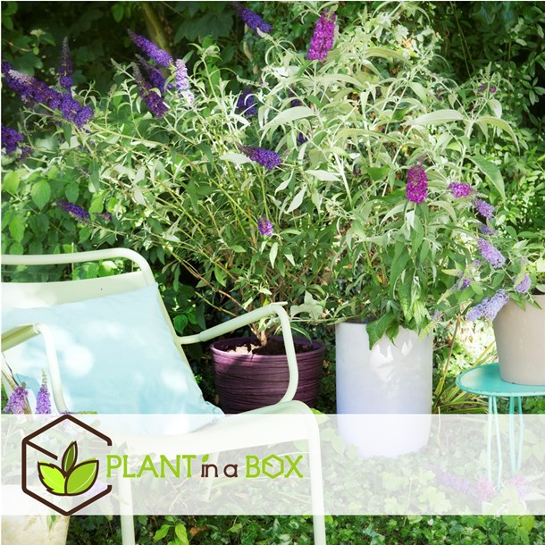 Buddleja butterfly bush - 3