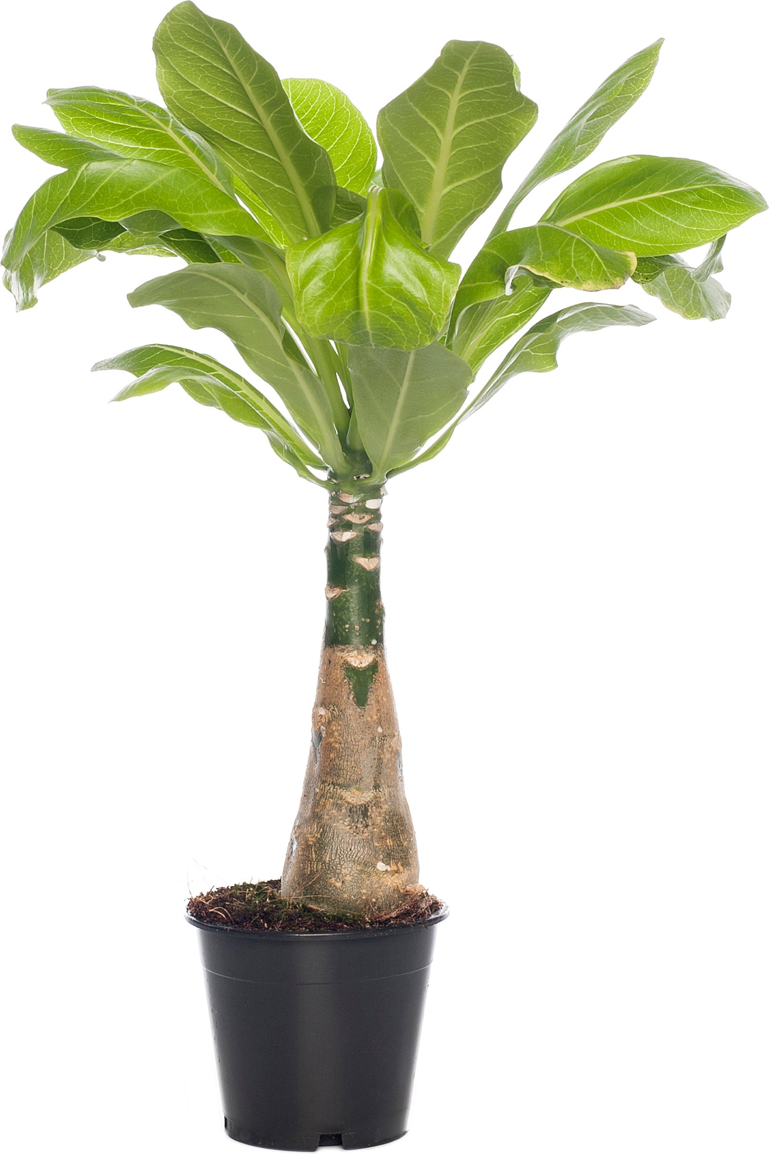 Hawaii-palm (Brighamia insignis) D 12 H 40 cm