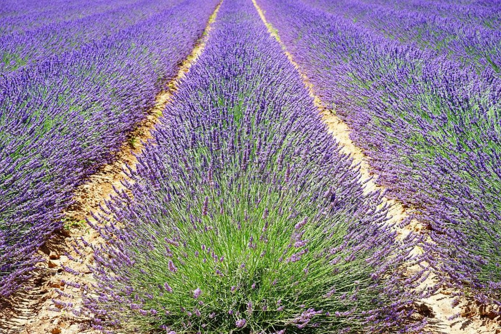Sachet de graines de lavande officinale - sachet de 0,5 grammes - petite entreprise française - made in france