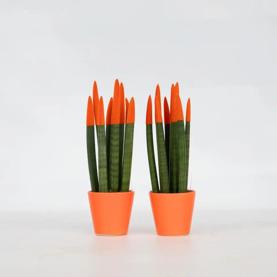 Vrouwentong - Set van 2 - Sansevieria cylindrica - Hoogte 20-40cm - ⌀9cm