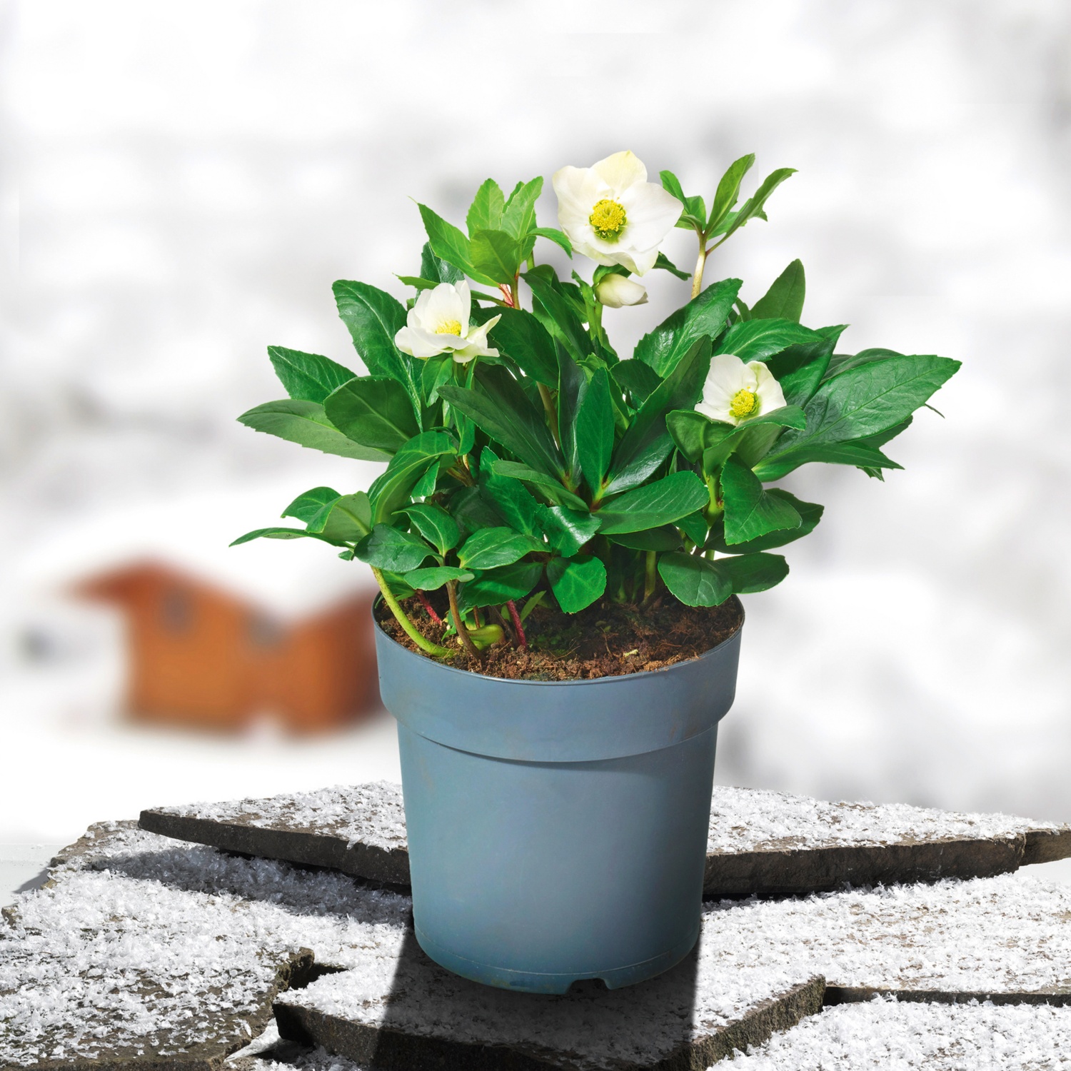 Helleborus