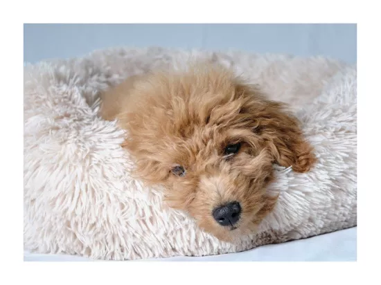 Coussin rond pour animaux 