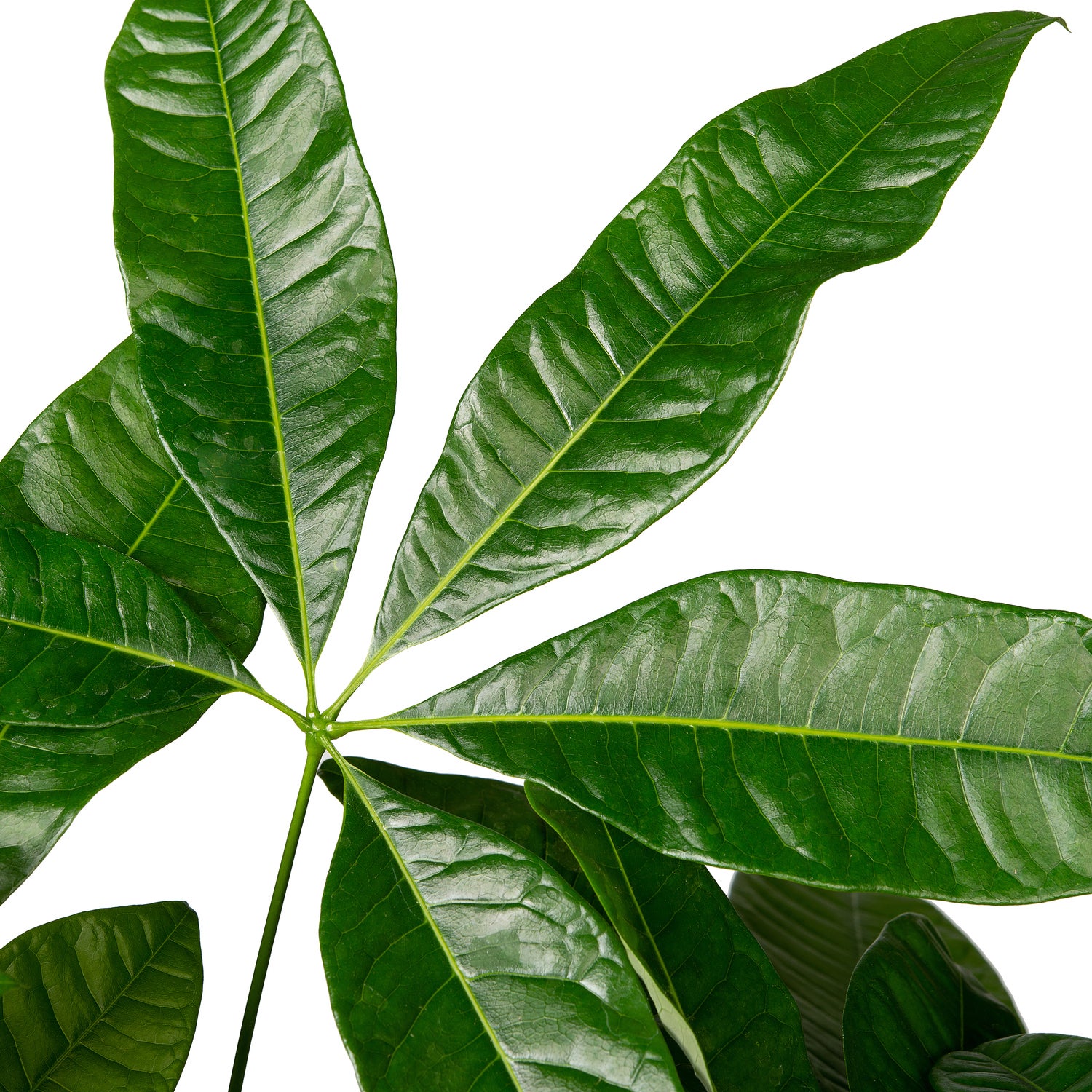 Geldboom (Pachira aquatica) D 19 H 90 cm
