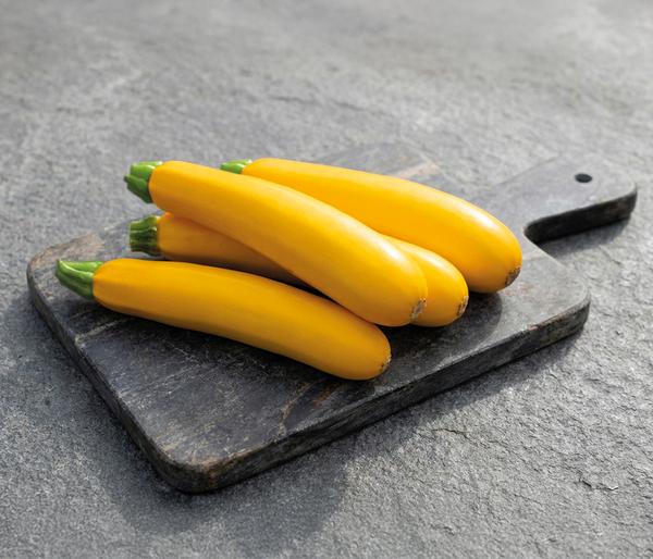 Dehner Premium Samen Zucchini 'Gold Rush F1'