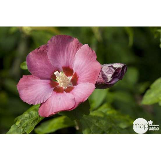 Hibiscus syriacus : ctr 15 litres