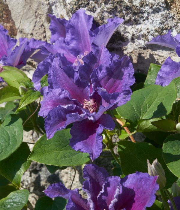 Waldrebe - Clematis 'Baroness Fookes'