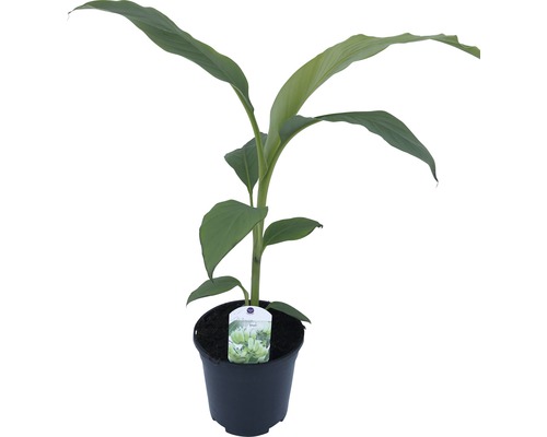Sierbanaan FloraSelf Musa basjoo H 25-30 cm Ø 17 cm pot