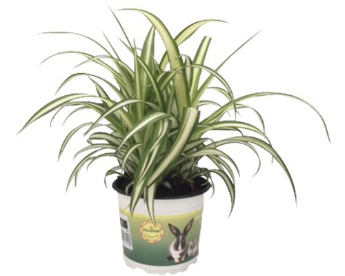 Graslelie PetSnack FloraSelf Chlorophytum comosum H 20-25 cm Ø 12 cm pot