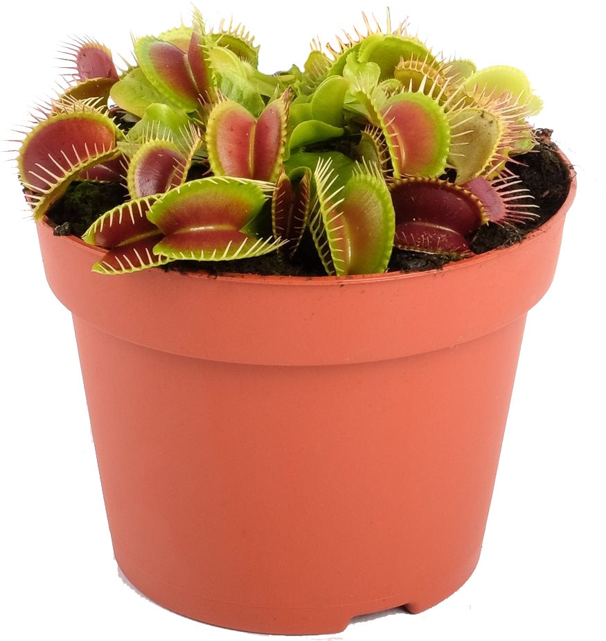 Venusvliegenvanger (Dionaea muscipula) D 12 H 20 cm