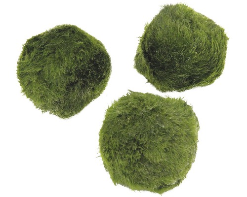 Groene algensoort SuperBalls, bolvormig, 3 stuks - Aegagropila linnaei