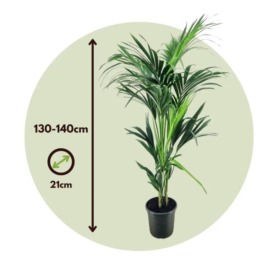 Kentiapalm - Howea forsteriana - Hoogte 130-140cm - ⌀21cm