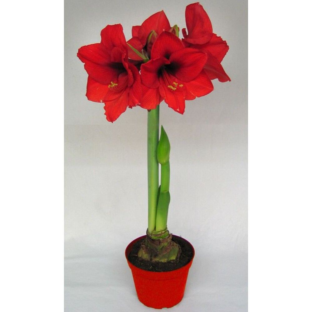 JULEBLOMSTER AMARYLLIS RØD 1-2-GRENET