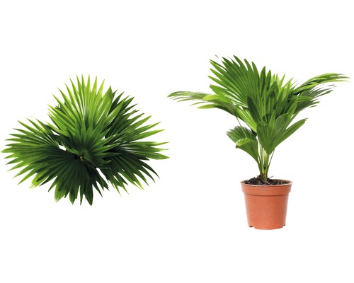 Parasolpalm, rondbladig Livistona FloraSelf Livistona rotundifolia H 40-50 cm Ø 15 cm pot