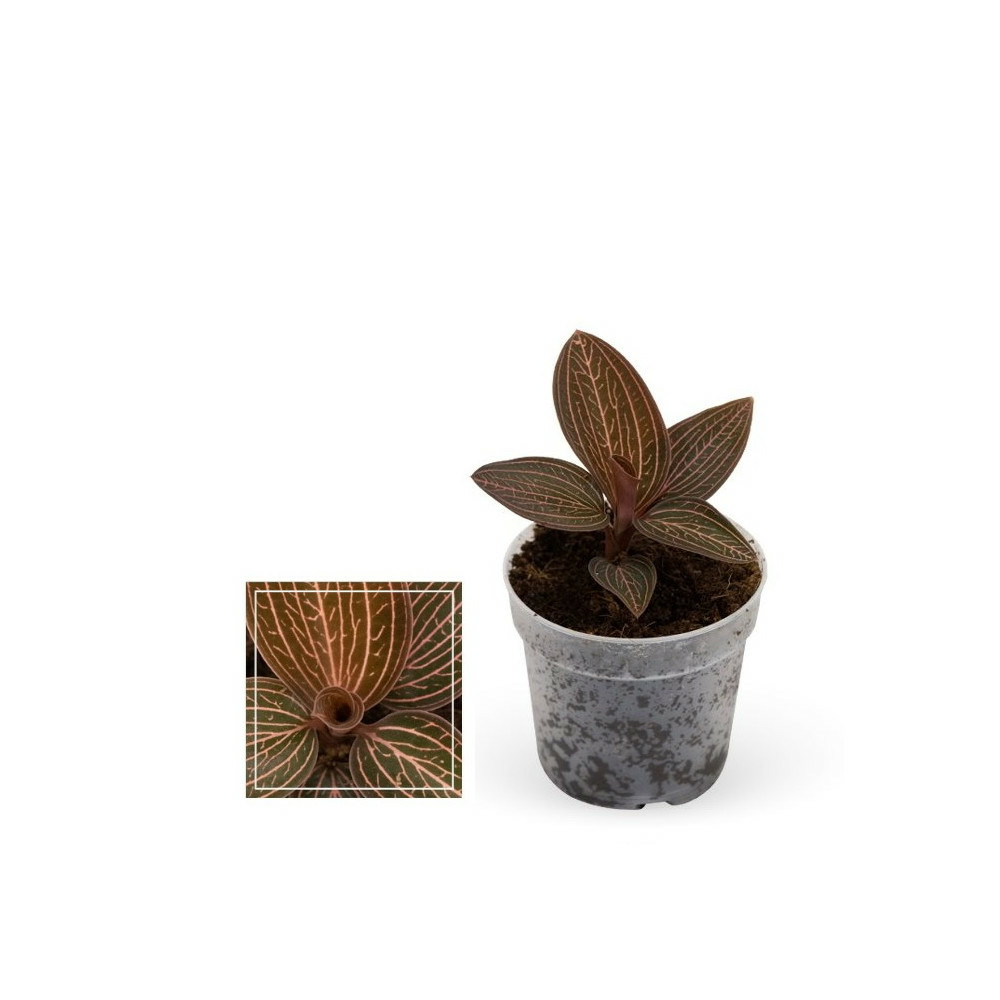 Jewel orchid - ludisia ruby - mini orchidée terrestre à feuilles fantaisies - pot 6cm