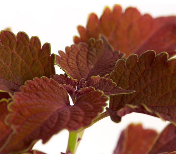 Buntnessel - Solenostemon scutellarioides,