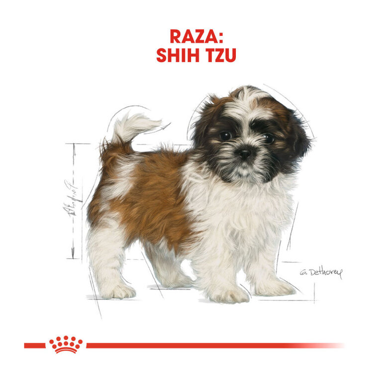 Ração Royal Canin para filhotes de Shih Tzu
