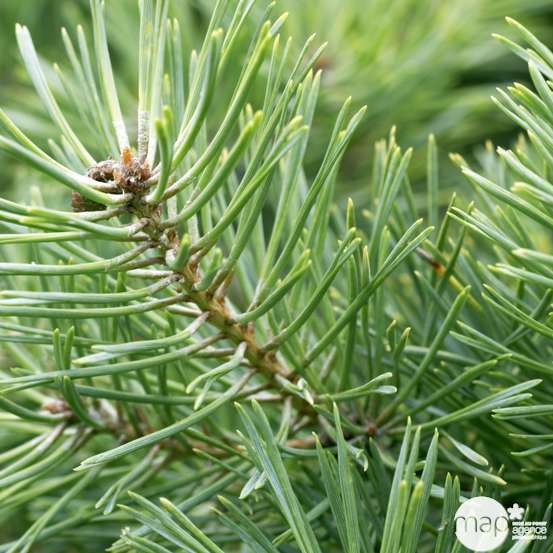 Pinus mugo ' Benjamin ': tige 40 cm d.10