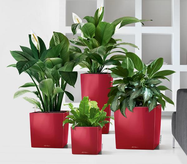 LECHUZA® CUBE, All-in-One Set