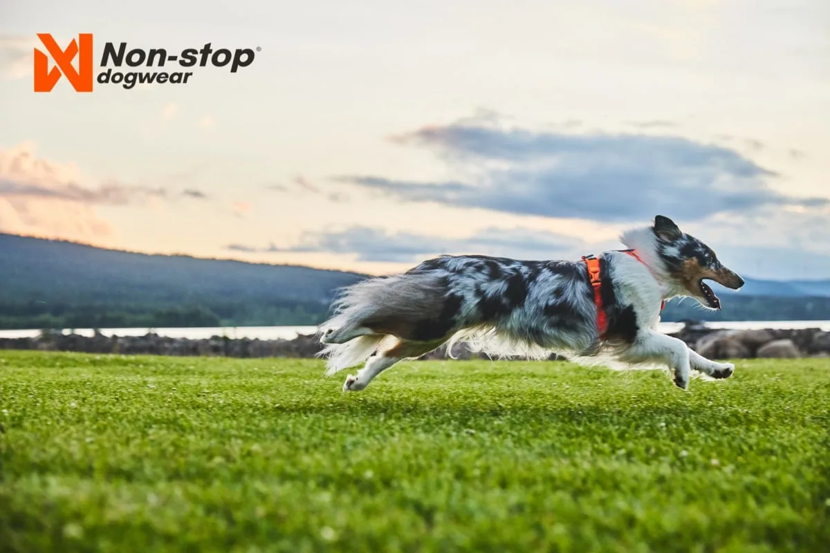 Non-stop Dogwear Line Harness 5.0 Black