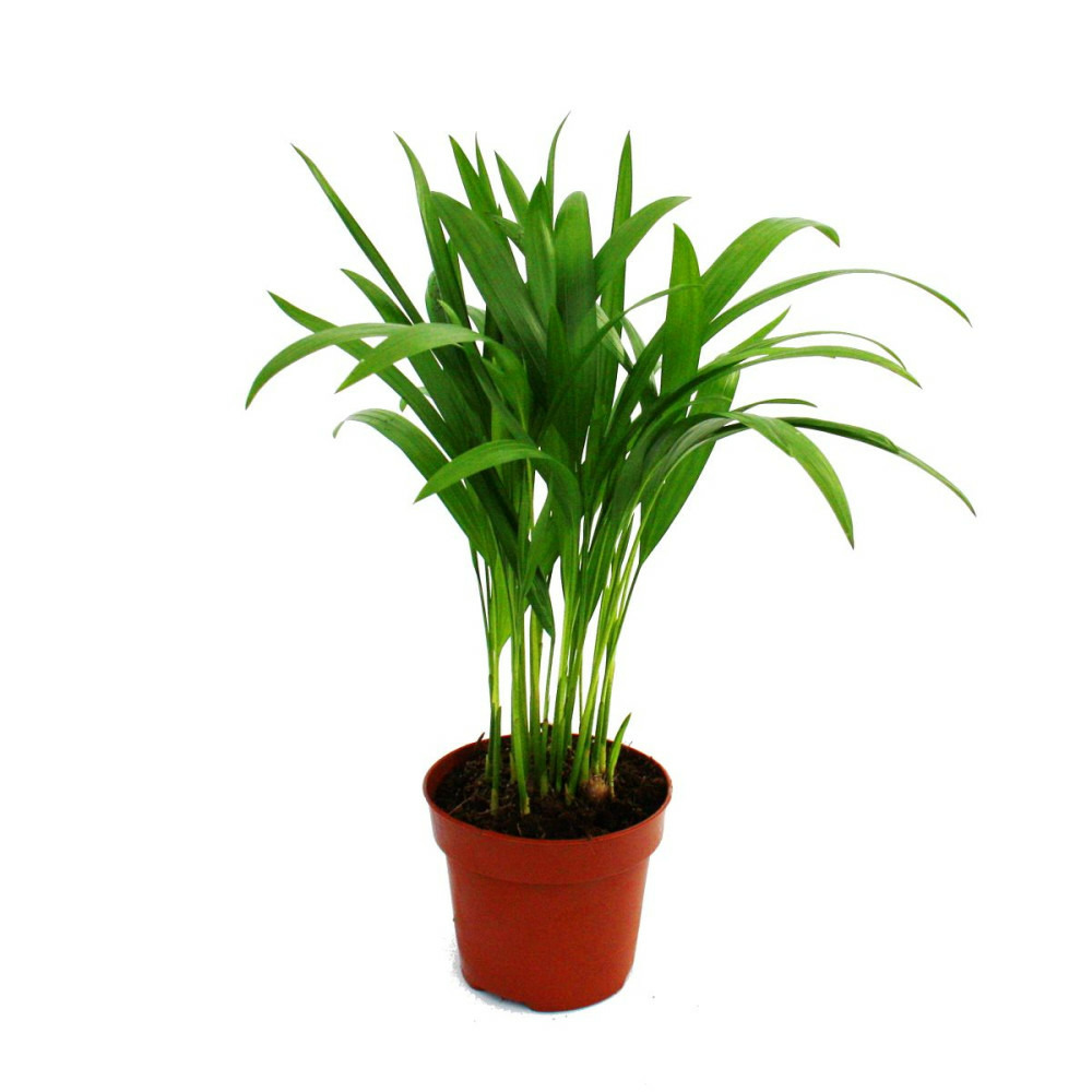 Exotenherz - palmier doré - areca - dypsis lutescens - 1 plante - facile d'entretien - purificateur d'air - pot 12cm
