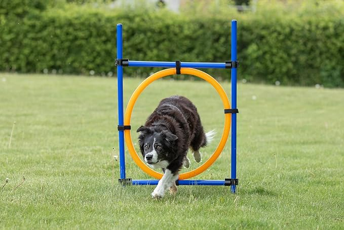 (Ø60cm) Hunde Trainings Ring Agility Kit Outdoor Hindernis Parcours Hochsprung Kreis
