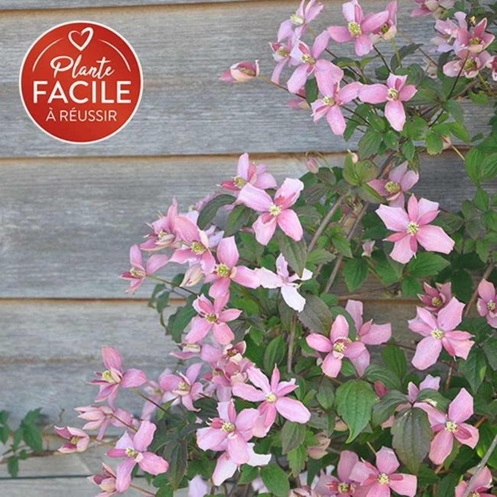 Clématite 'broughton star' - clematis montana 3l