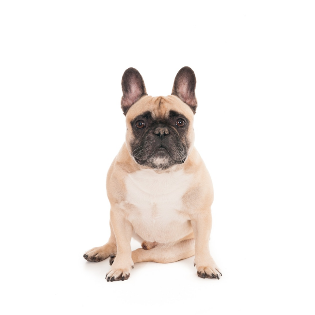 Brit Vet Diabetes pour chiens