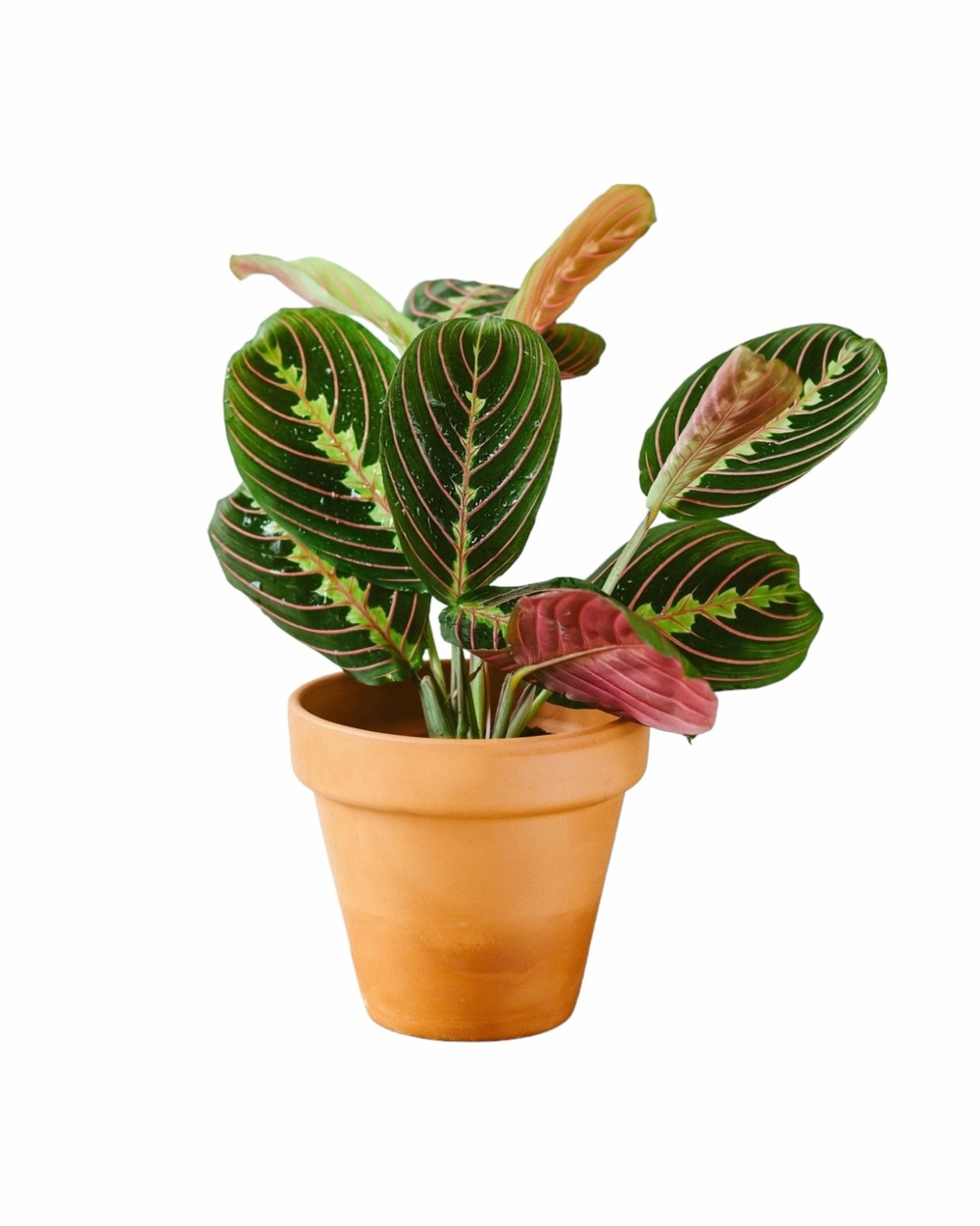 Plante d'intérieur - maranta leuconeura fascinator 20.0cm