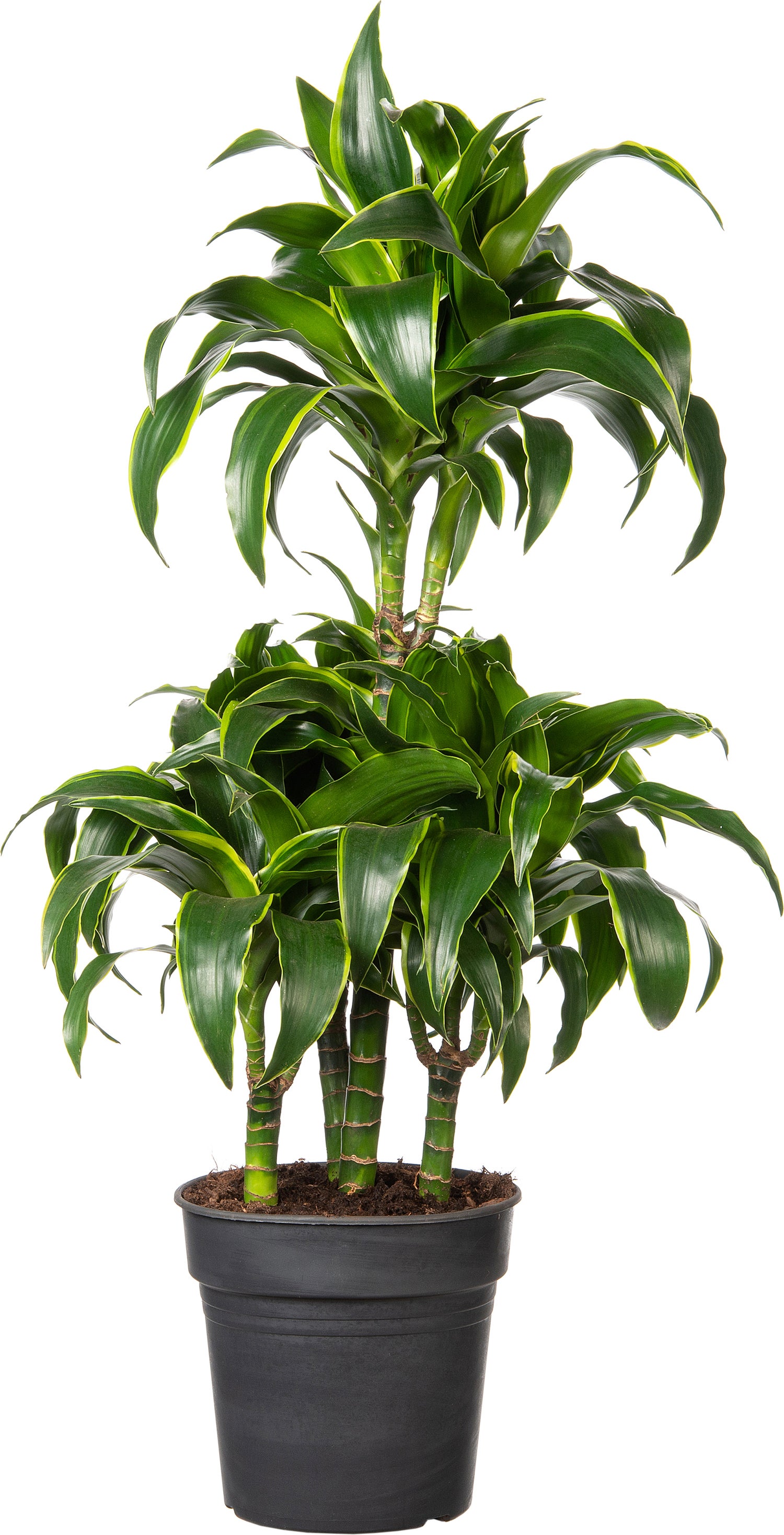 Drakenbloedboom (Dracaena fragrans (C) ' Dorado') D 21 H 100 cm