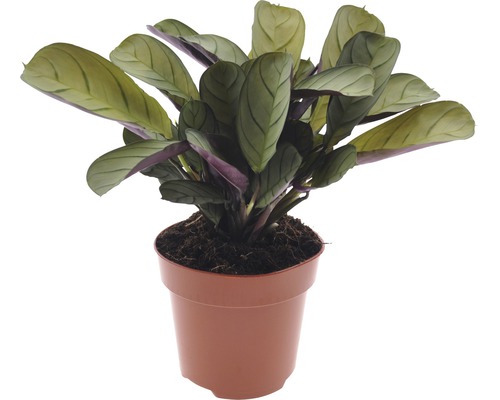 Kamm-Marante FloraSelf Ctenanthe burle-marxii 'Amagris' H 20-30 cm Ø 12 cm pot
