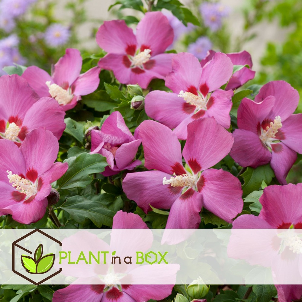 Hibiscus syriacus - mélange de 6 - hibis de syrie - pot 17cm - hauteur 25-40cm