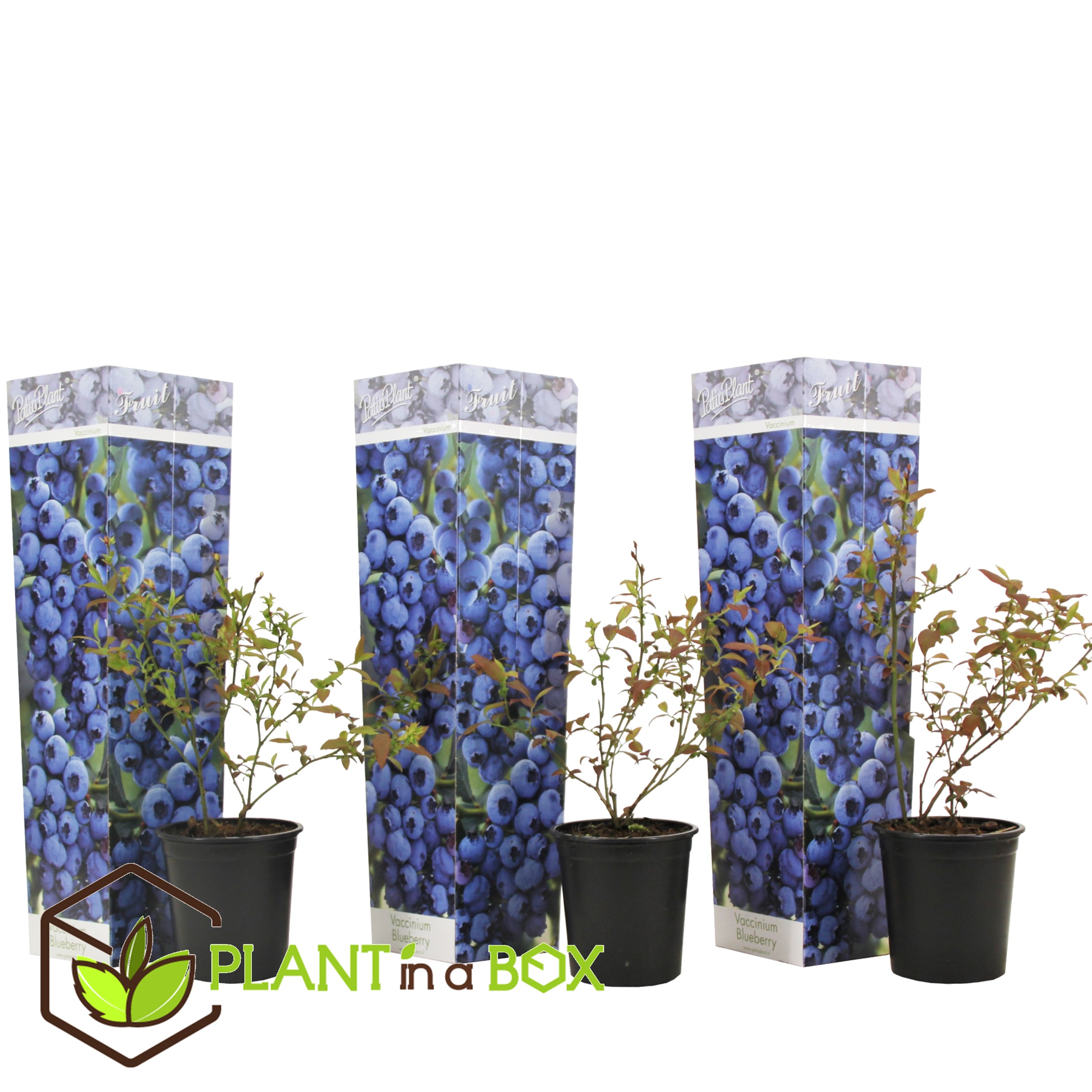 Blueberry sunshine blue - set de 3 - plante à baies - pot 9cm - hauteur 25-40cm