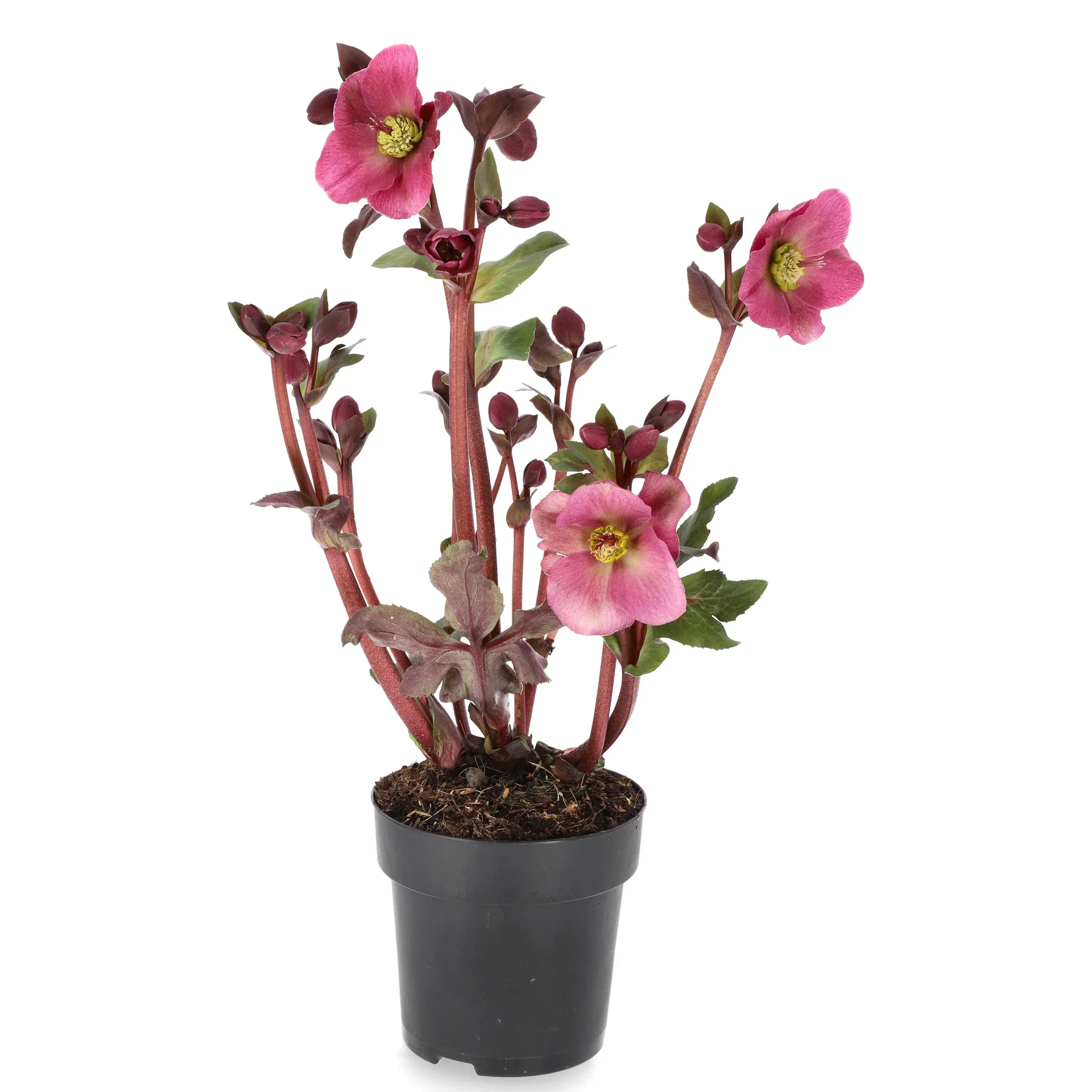 Helleborus Frostkiss Series Orientjulerose 'Frostkiss' Ø15 cm