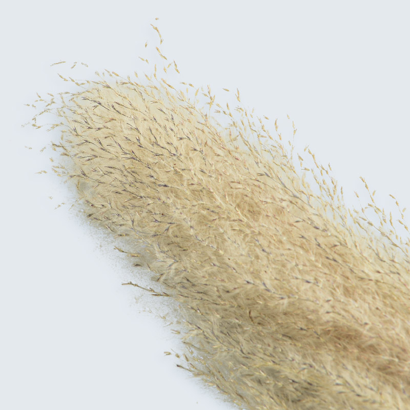 Pampa 'Fluffy'