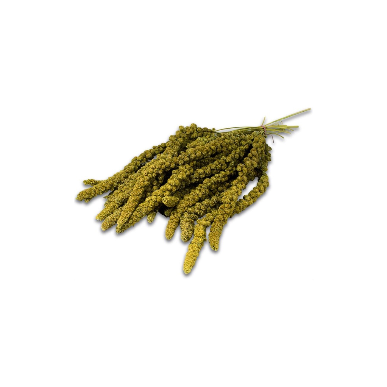 JR Farm gelbe Kolbenhirse 1,5 kg