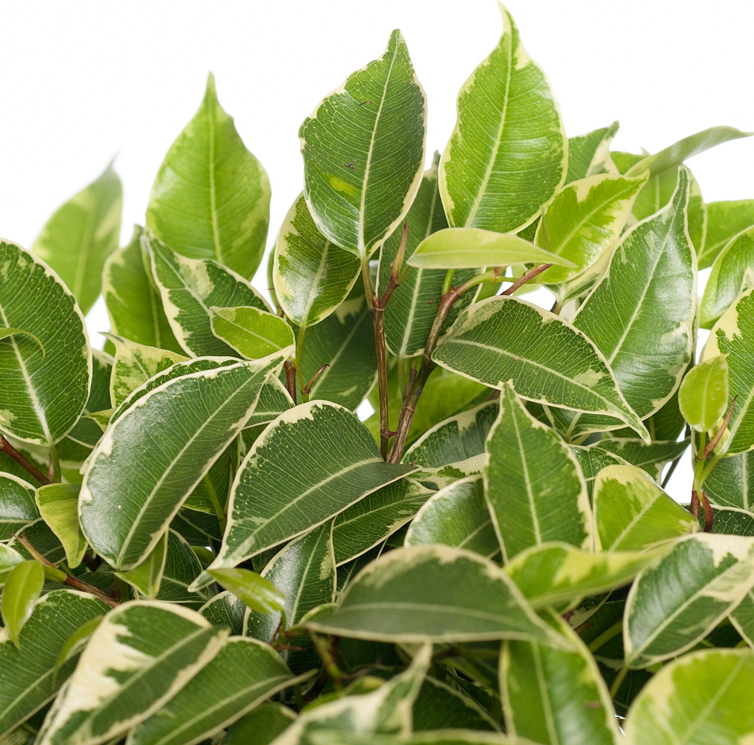 Treurvijg (Ficus benjamina 'Kinky') D 12 H 25 cm