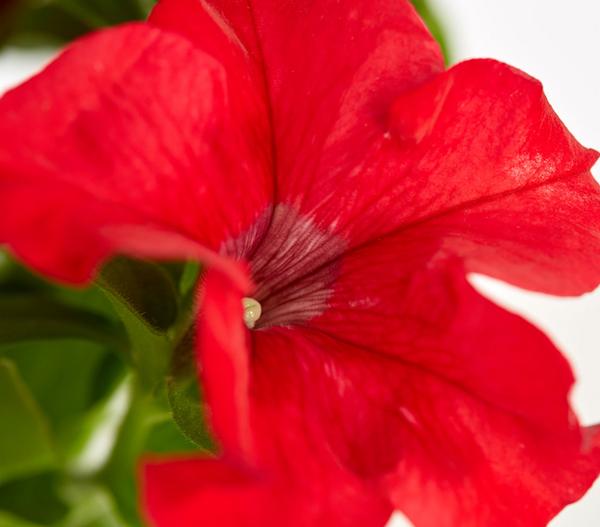 Petunie, aufrecht, verschiedene Farben