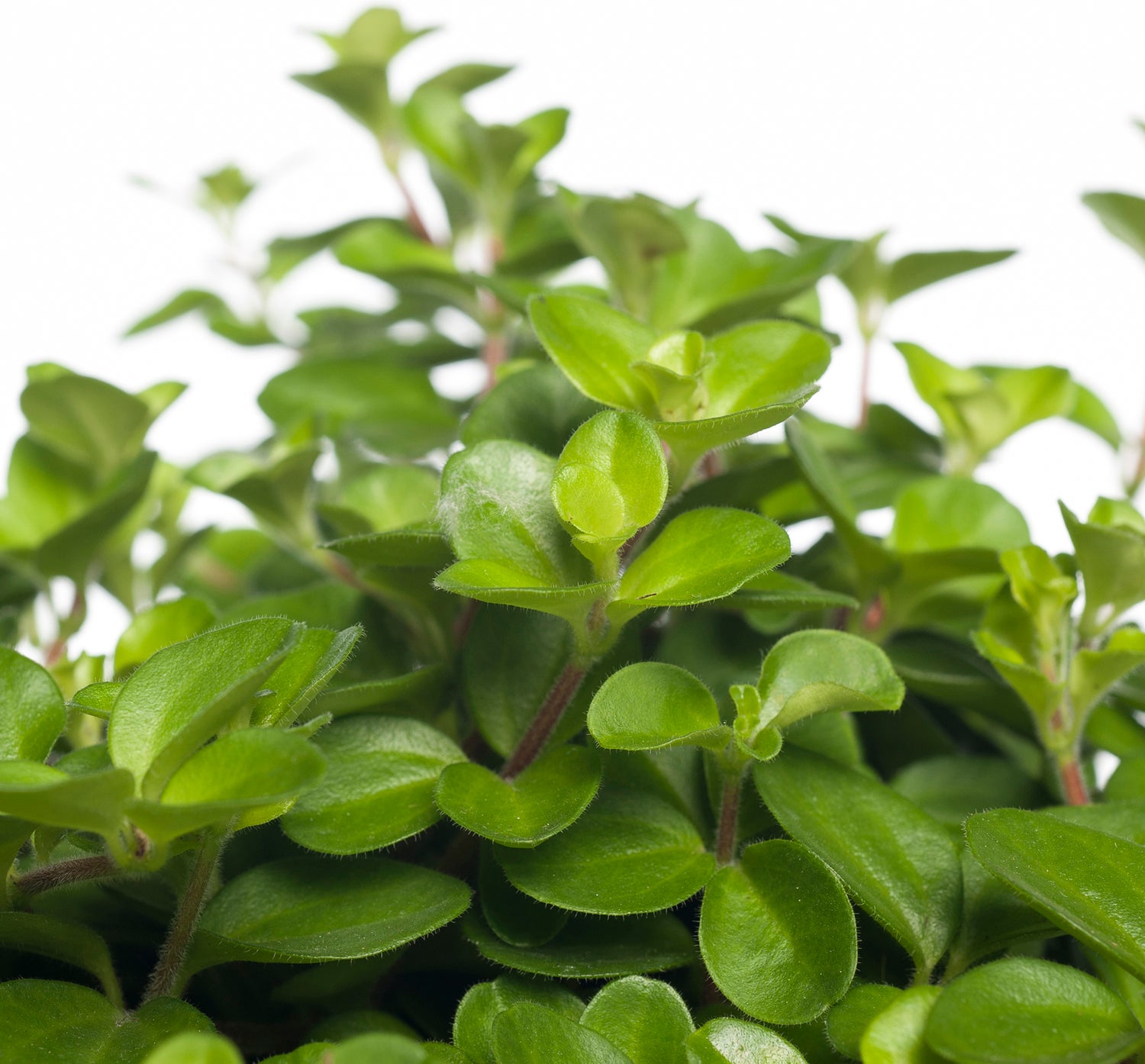 Peperomia (Peperomia rotundifolia) D 15 H 25 cm