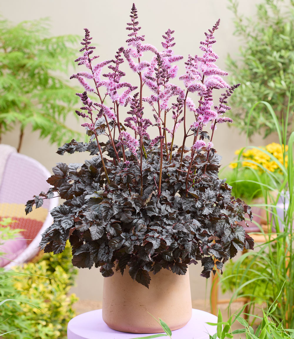 Astilbe 'Dark Side of the Moon®'