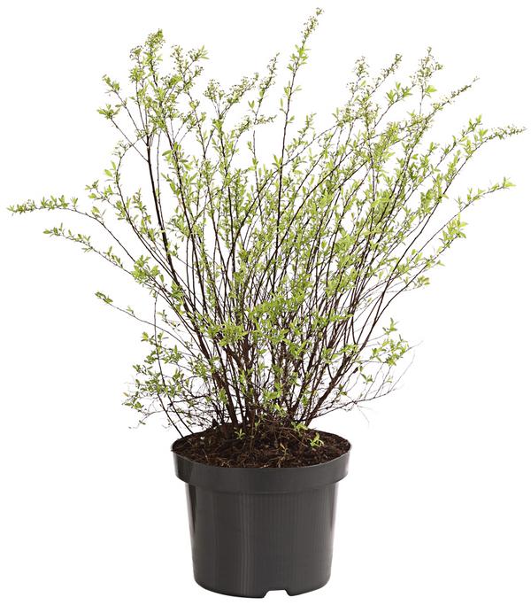 Rispenspiere 'Grefsheim'