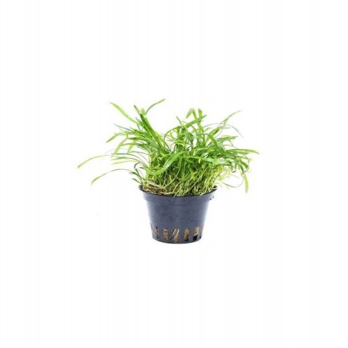 Pacote de 5 plantas Novae-Zelandiae Tropica Iberia