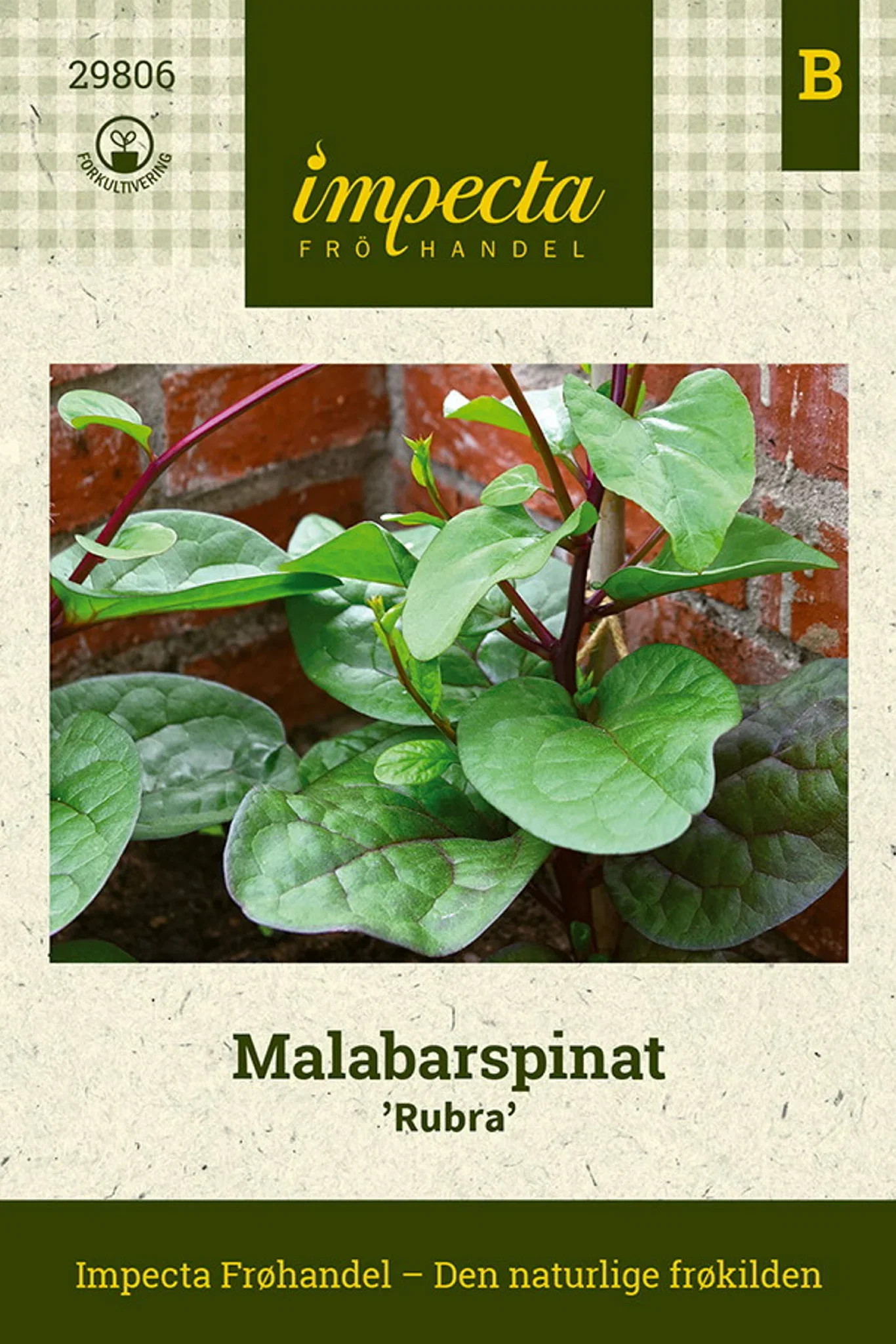 Basella alba 'Rubra' Malabarspinat 'Rubra'