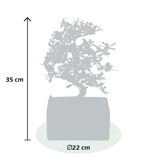 Bonsai Zelkova en céramique blanche/bois