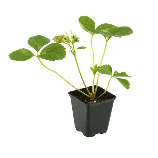 Plant de Fraisier 'Cireine': AB pot 0,5L