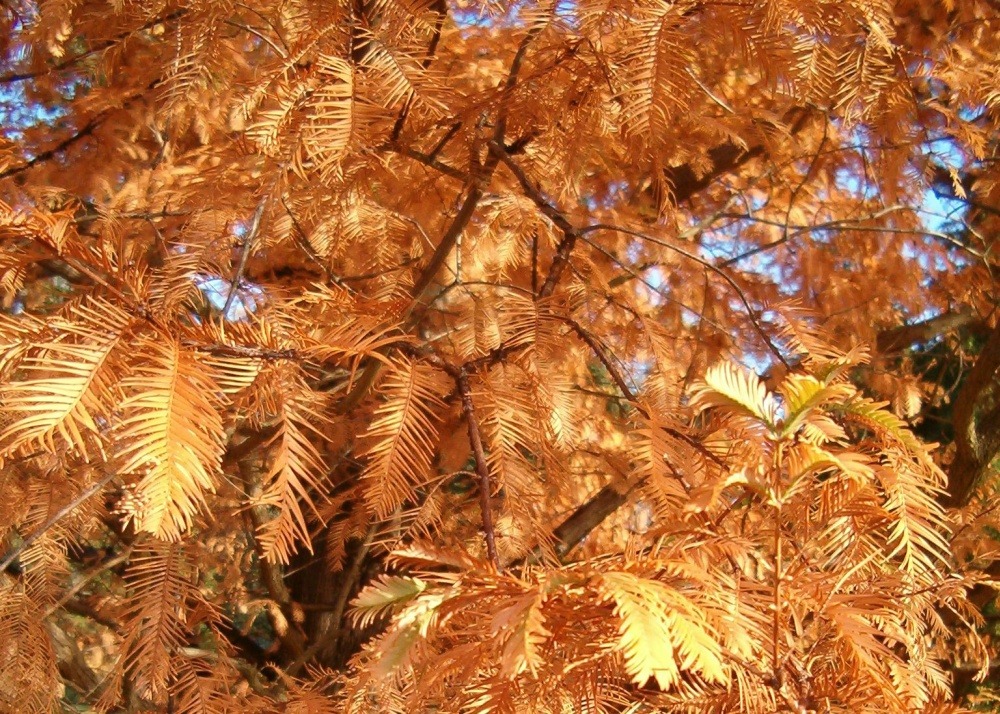 Sapin d'eau - 60 graines - avec substrat - metasequoia glyptostroboides